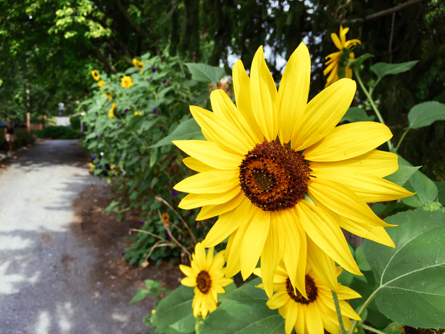 Sunflower_637